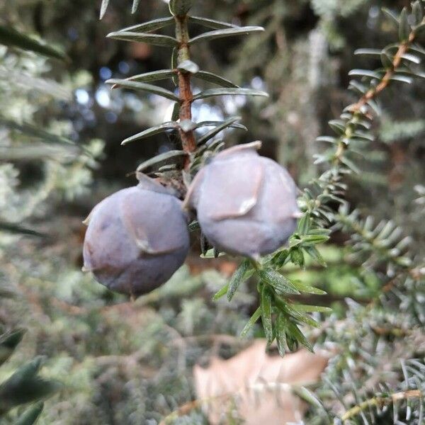 Juniperus drupacea Плід