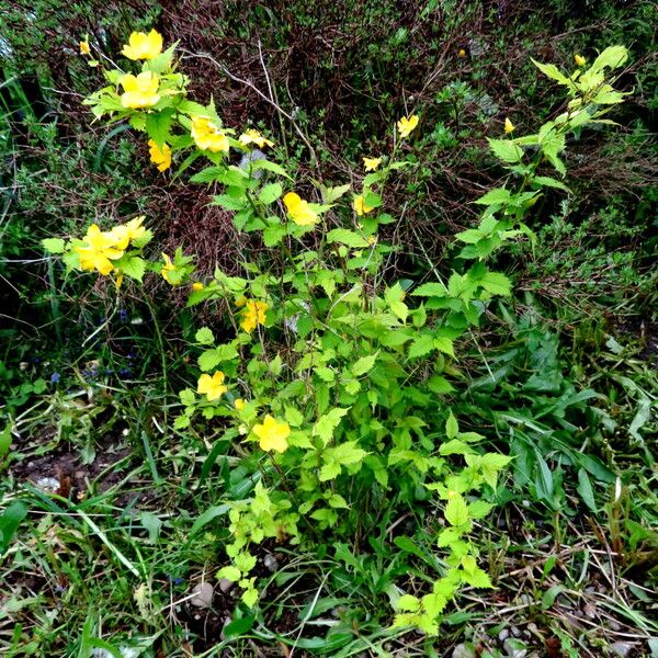 Kerria japonica ശീലം
