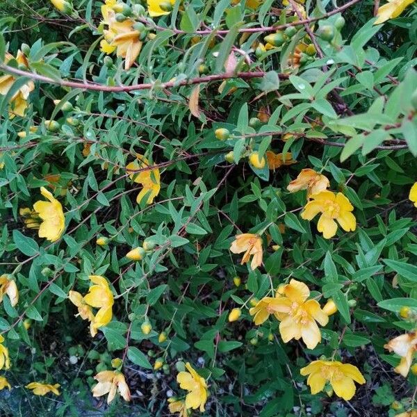 Hypericum patulum Fleur