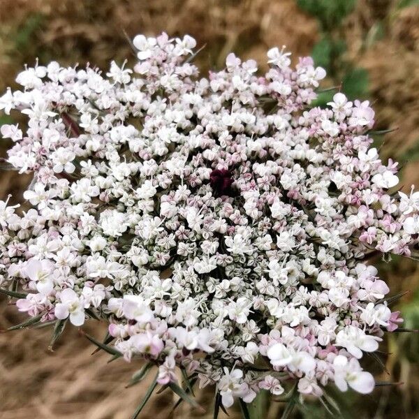 Daucus carota Bloem