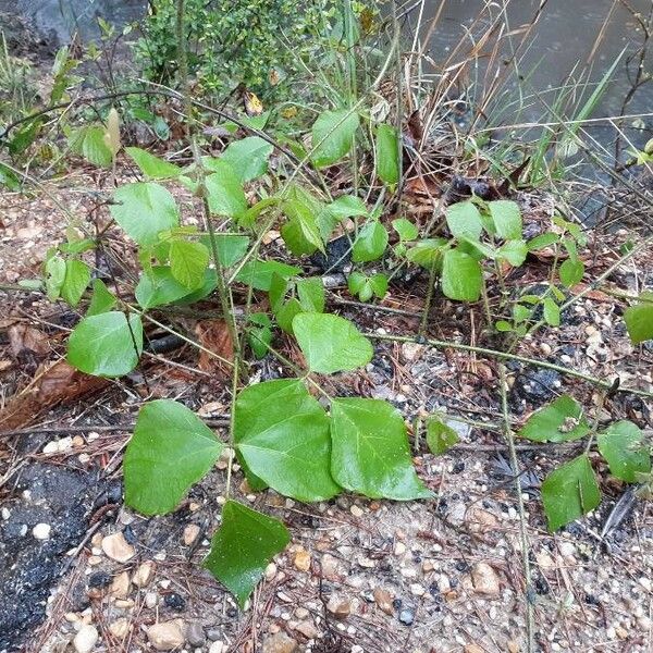 Pueraria montana Habit