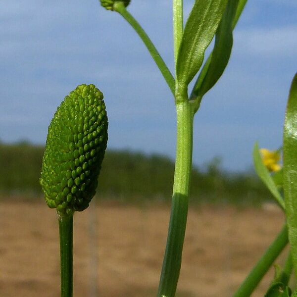 Ranunculus sceleratus Fruto