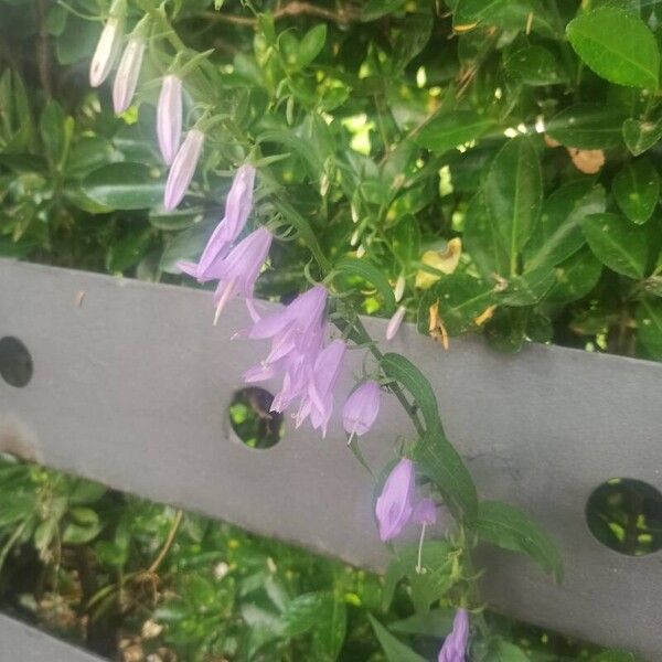 Campanula rapunculoides Floro