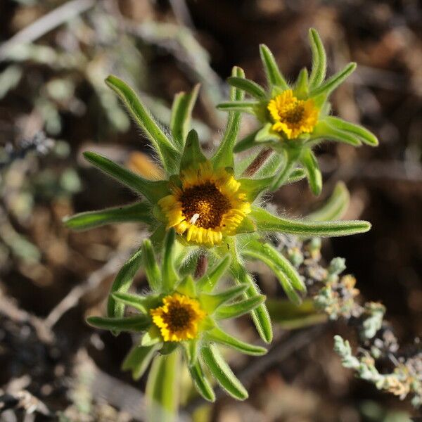 Asteriscus aquaticus Flower