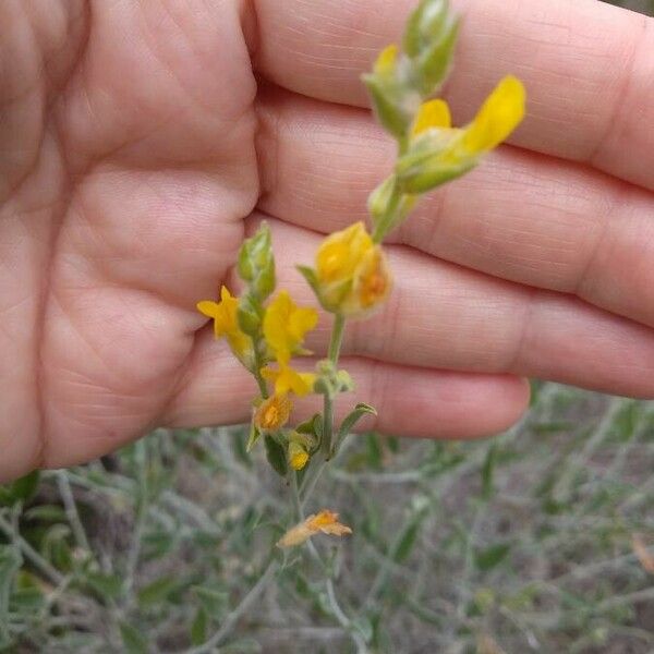 Anthyllis cytisoides Blomst