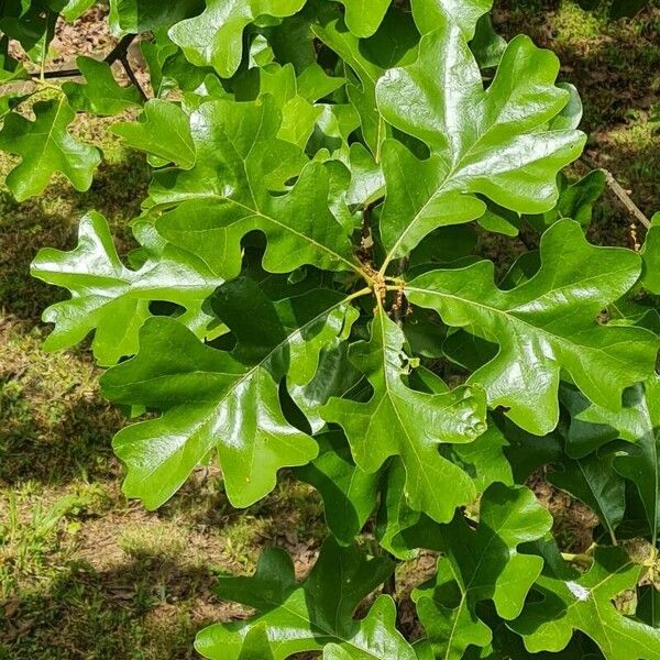 Quercus stellata Blad