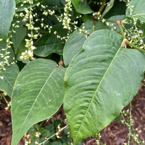 Persicaria virginiana Feuille