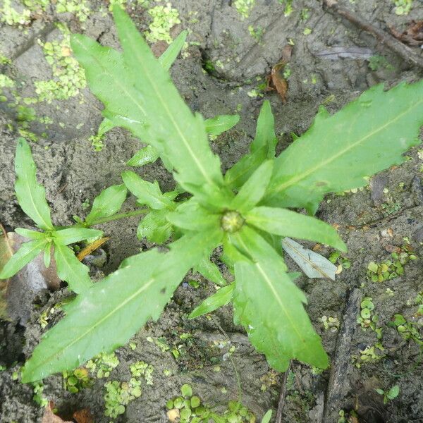 Bidens cernua Leaf