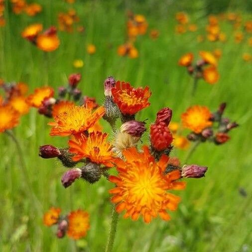 Pilosella aurantiaca Kwiat