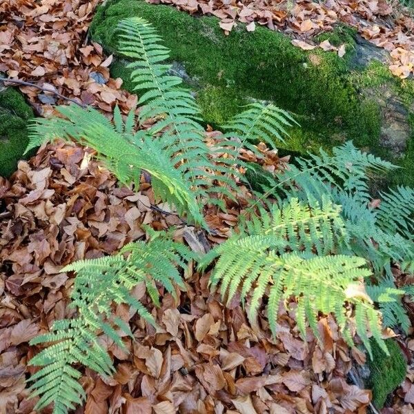 Athyrium filix-femina Blad