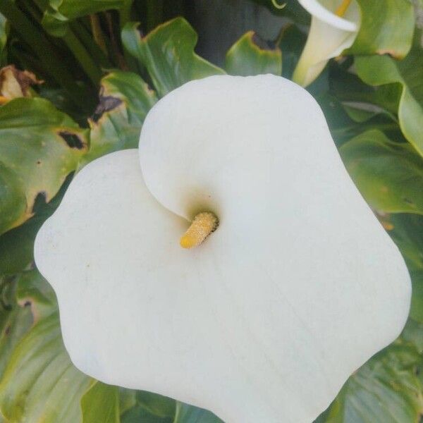 Zantedeschia aethiopica Floare