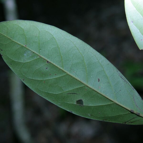 Ocotea leucoxylon 葉