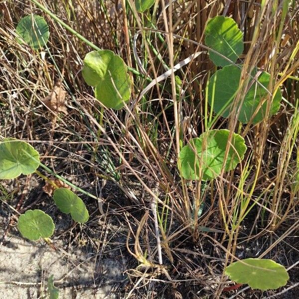 Centella erecta 叶