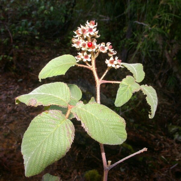 Rubus adenotrichos Habit