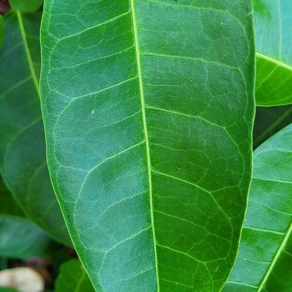 Ficus tinctoria List