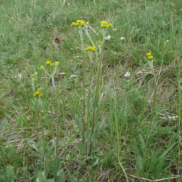 Tephroseris integrifolia Агульны выгляд