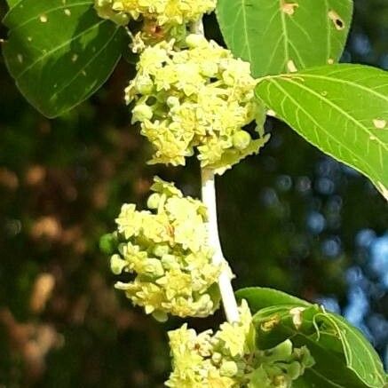 Ziziphus spina-christi Blomma