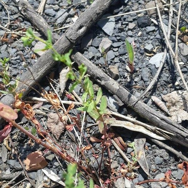 Veronica peregrina Leaf