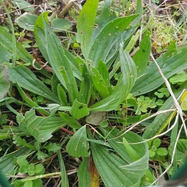 Plantago lanceolata पत्ता