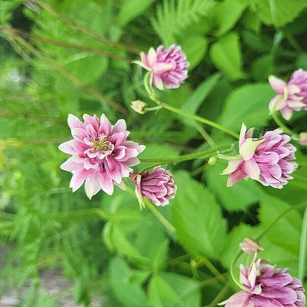 Aquilegia nigricans Flor