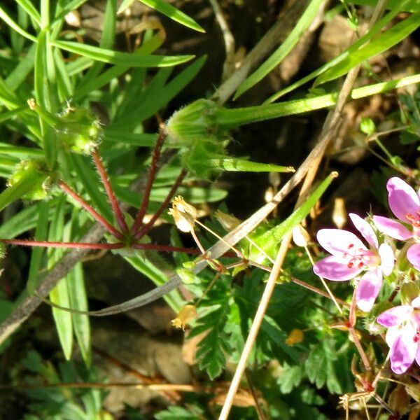 Geranium columbinum Blomma