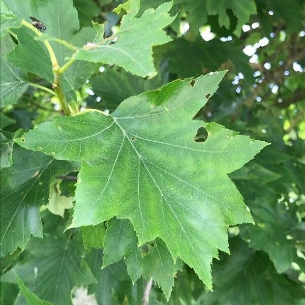 Torminalis glaberrima Leaf