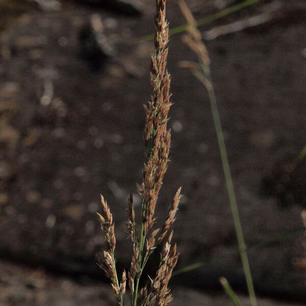 Calamagrostis stricta Frucht