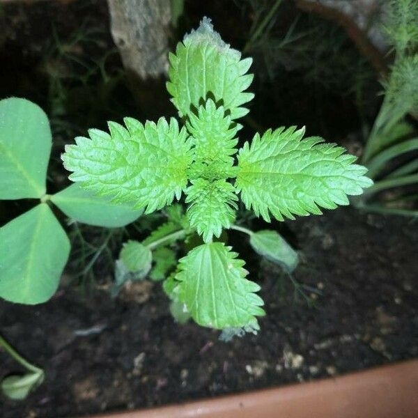 Urtica urens Leaf