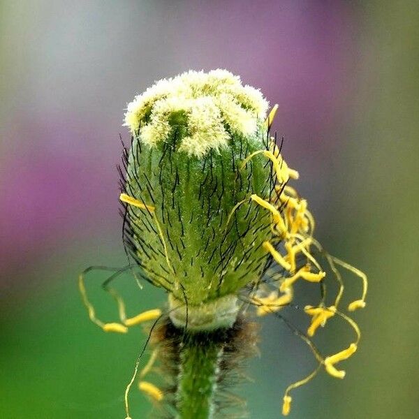 Papaver alpinum Blomst