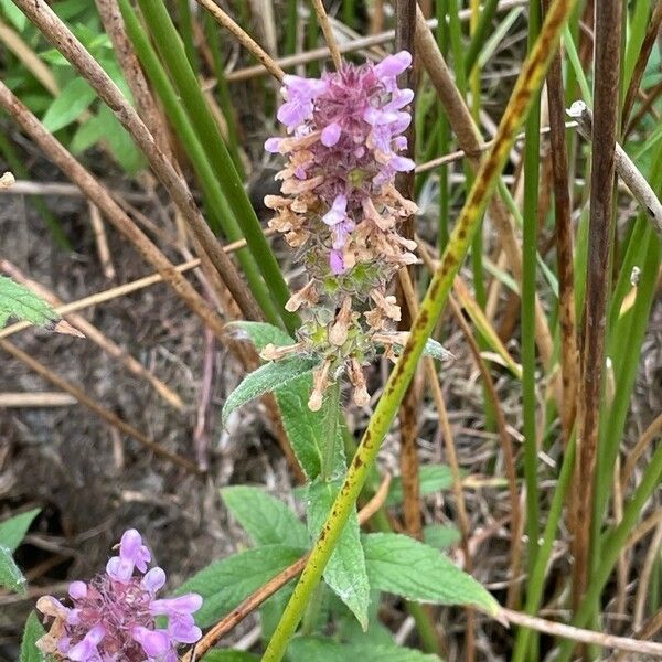 Stachys palustris Flor