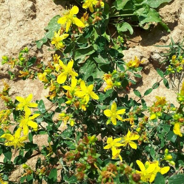 Hypericum maculatum Blodyn