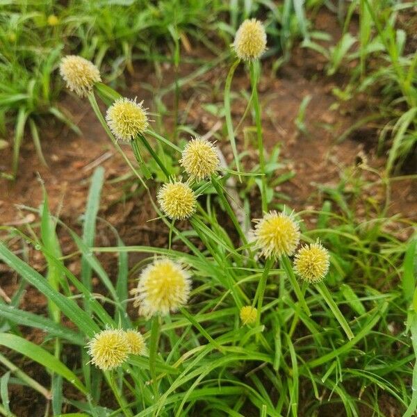 Cyperus costatus Blomma