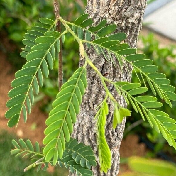 Tamarindus indica 叶