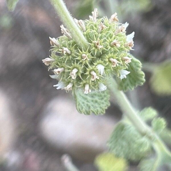 Marrubium vulgare Flower