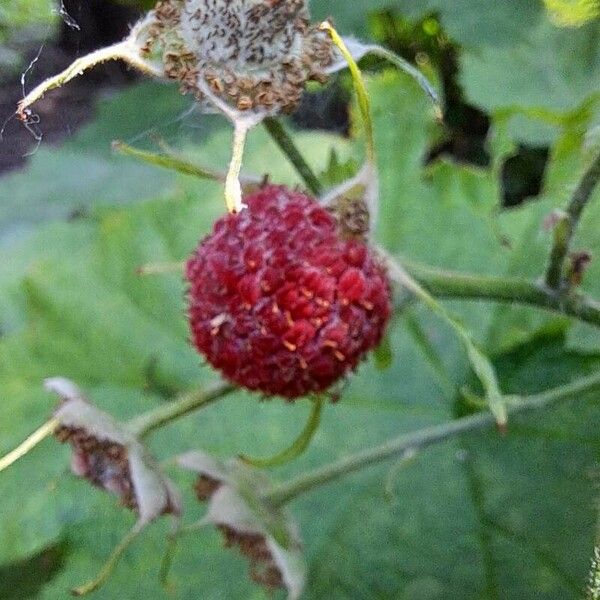 Rubus parviflorus Frutto