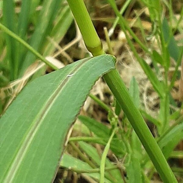 Setaria verticillata Кора