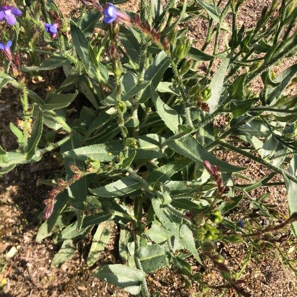 Anchusa azurea Levél