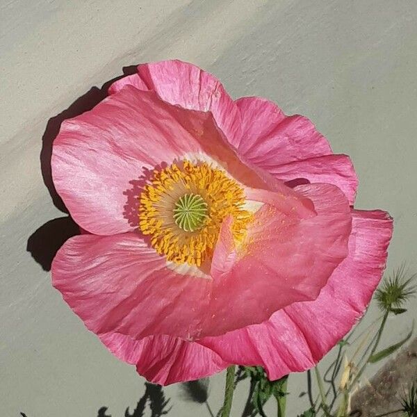 Papaver croceum 花