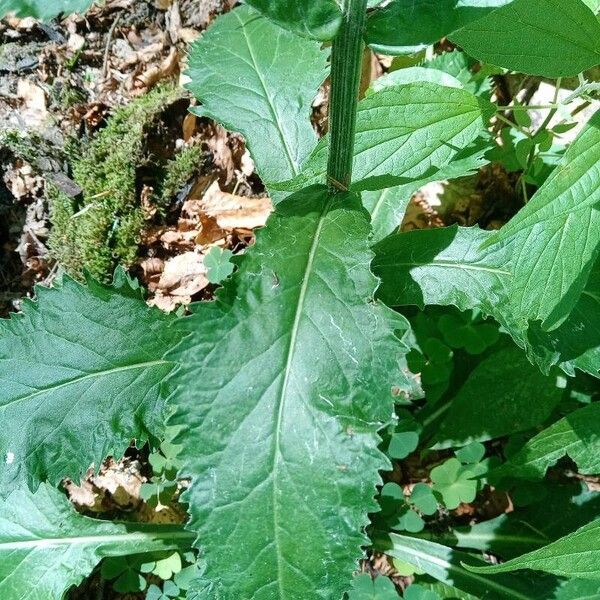 Tephroseris longifolia Leaf