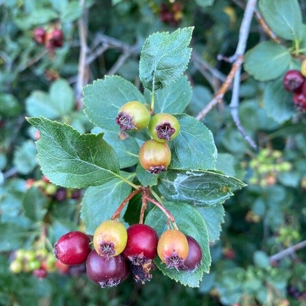 Crataegus douglasii Frucht