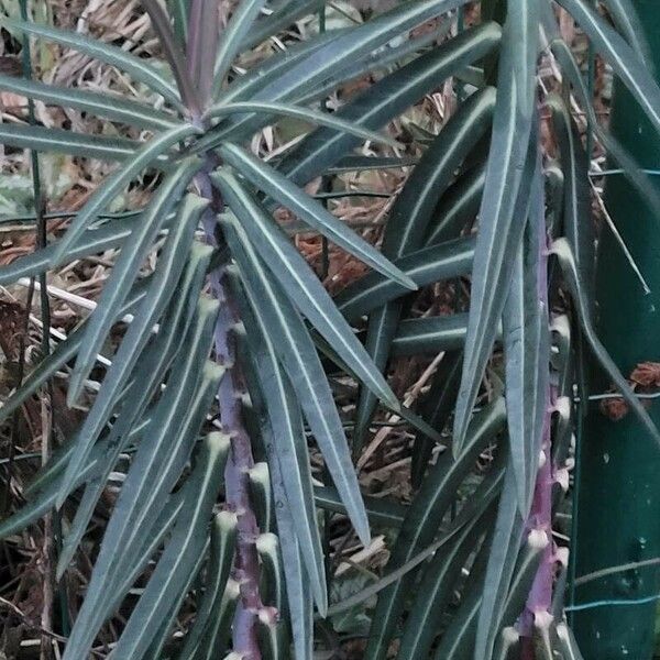 Euphorbia lathyris Leaf