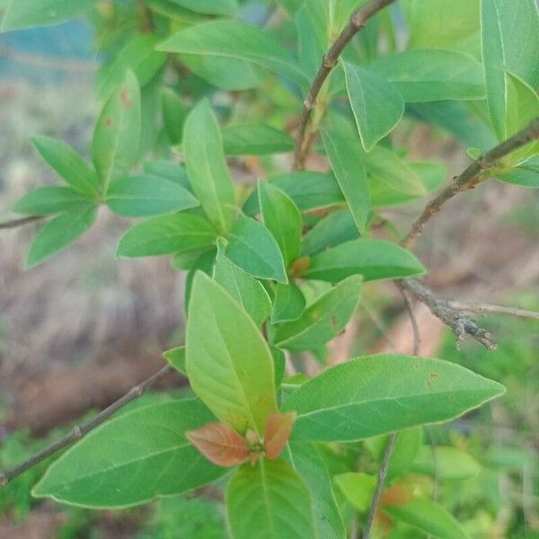 Buddleja asiatica Levél