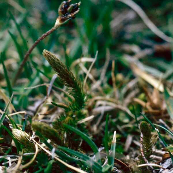 Selaginella selaginoides Кветка