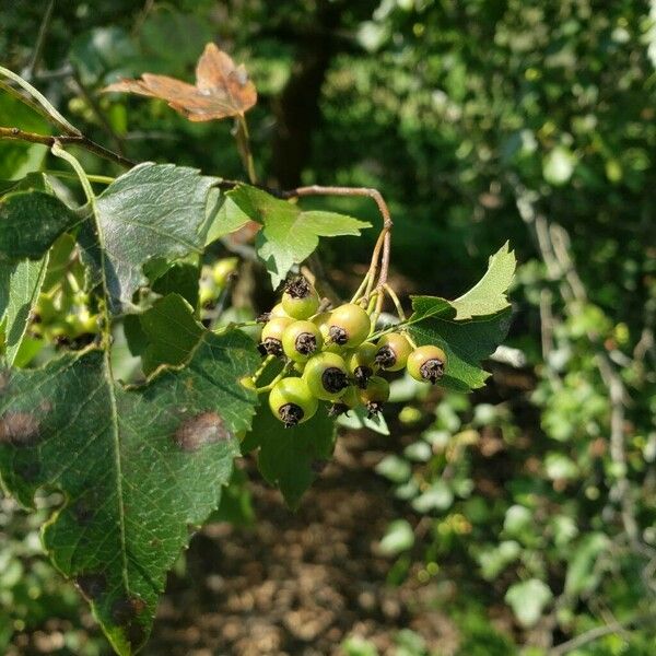 Crataegus pruinosa Vrucht