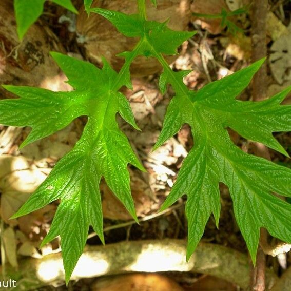 Tacca leontopetaloides 叶