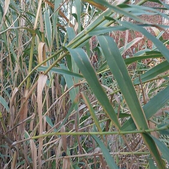 Arundo donax Blad