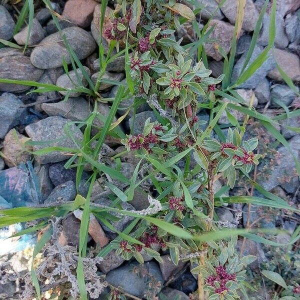 Amaranthus blitoides Habit