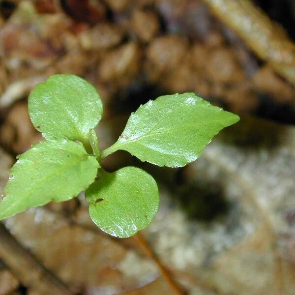 Casearia bicolor Blad