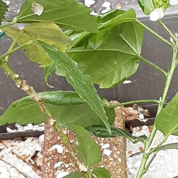 Hibiscus fragilis Folha