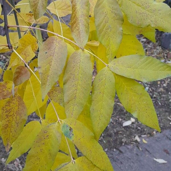 Fraxinus pennsylvanica Folha